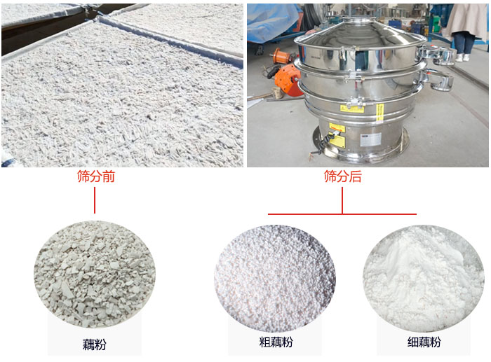 蓮藕淀粉曬干，采用304不銹鋼材質(zhì)藕粉振動(dòng)篩篩分后前后對(duì)比效果圖展示。